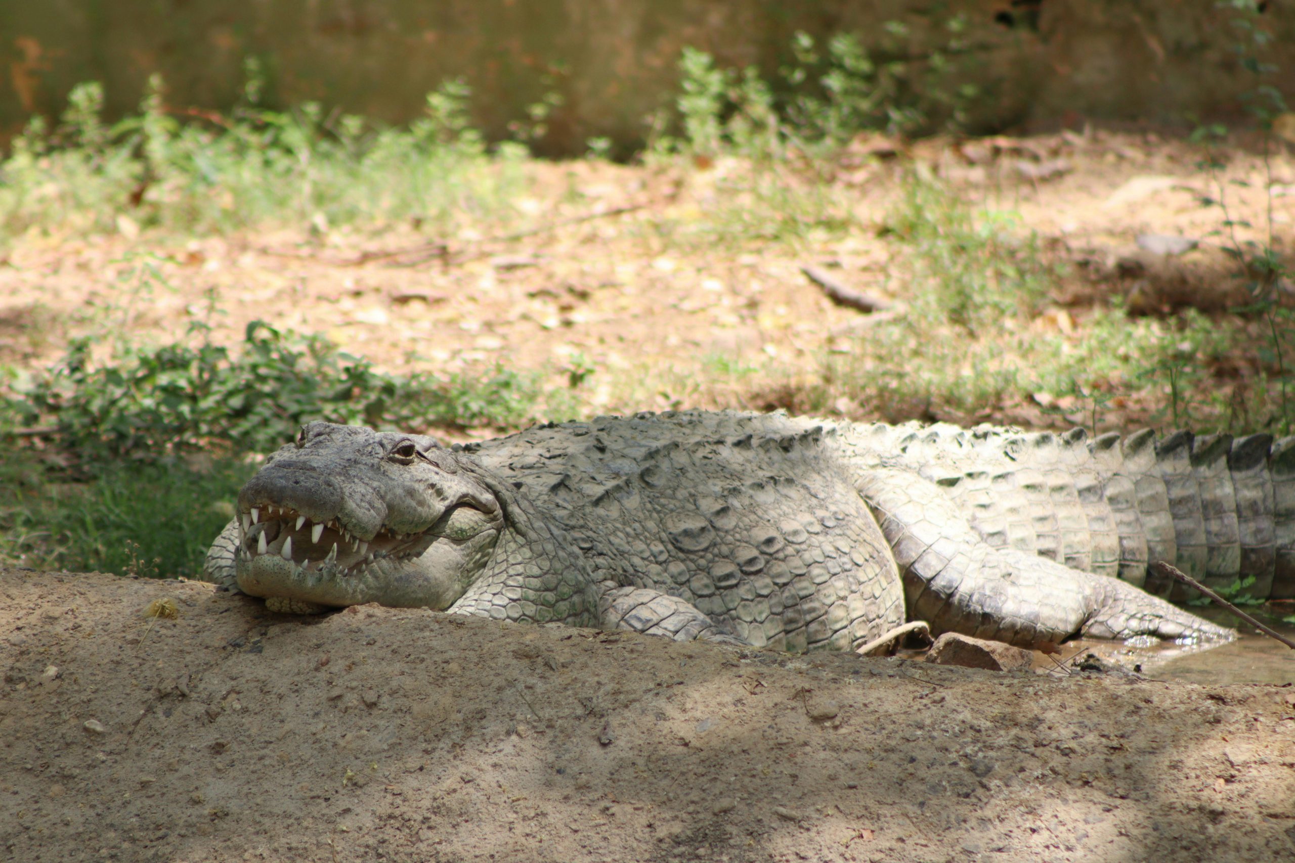 Trips A mugger crocodile resting on sunlit mud in its natural habitat.