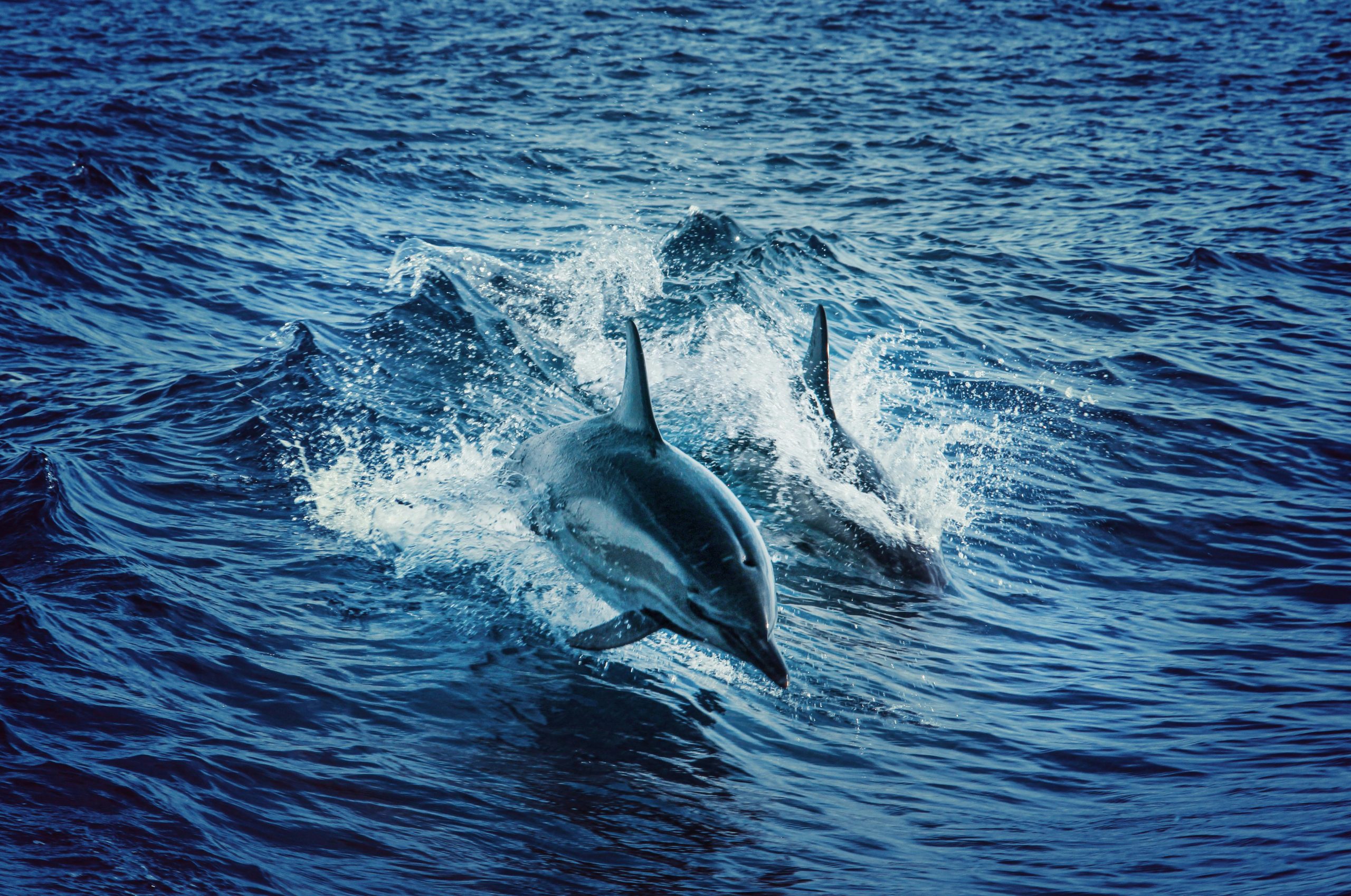 Trips Two dolphins gracefully leap through the vibrant blue waters of the Atlantic Ocean, showcasing aquatic wildlife beauty.